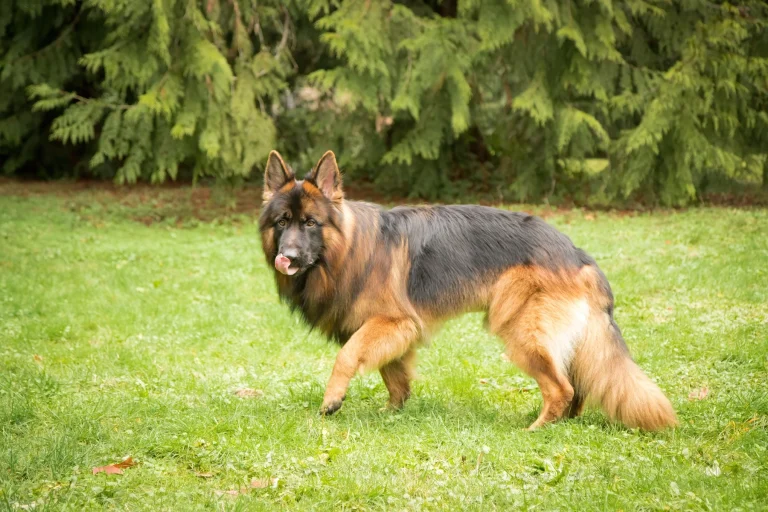 doggy woods dog daycare