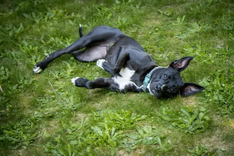 Sad-Dog-on-the -Ground