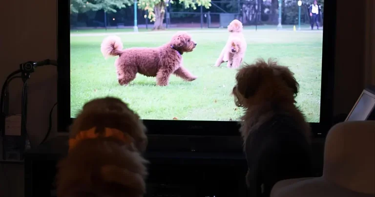 Fun Indoor Activities Beyond the Walk in Marysville, WA