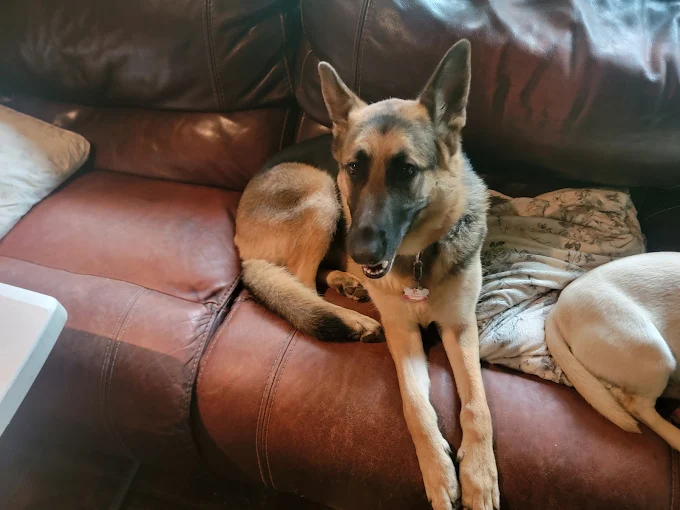 German Shepperd Watching TV