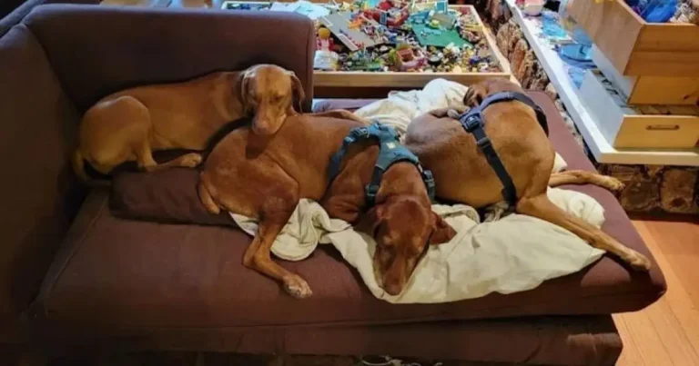 The Calming Effect of Videos for Dogs in Marysville, WA